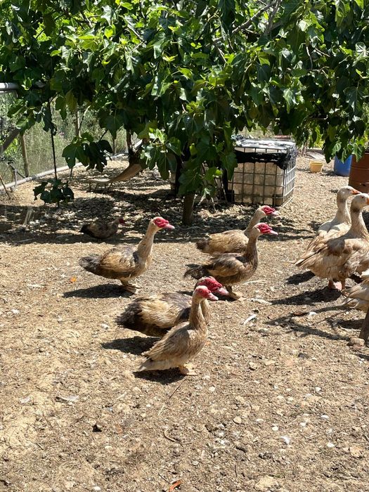 Patos Para venda