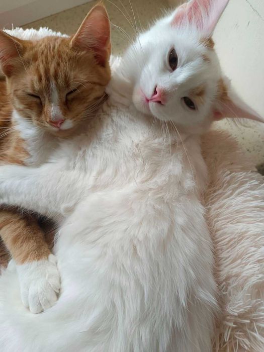 Ласкавий котик 1 рік, кастрований.
