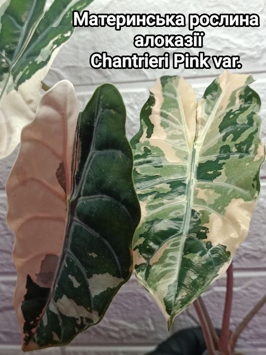 Алоказия Chantrieri Pink var.