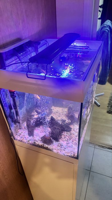 Aquario COMPLETO lindo com 10 Peixes, bombas, Filtros, decoração,