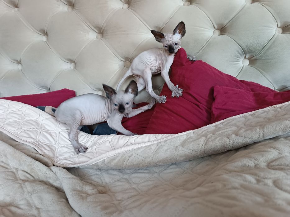 Канадські сфінкси