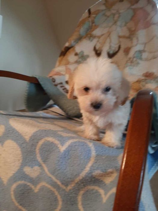 Pies  maltipoo maltańczyk już do oddan   szczepione 3 razy z hodowli