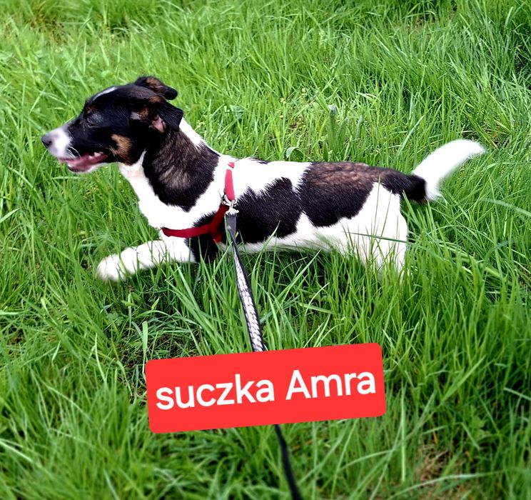 Słodka Amra  1.5 roku Jack Russell Terrier krótkie nóżki rodzice w hodowli