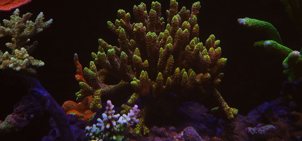 Anacropora . koralowiec sps.