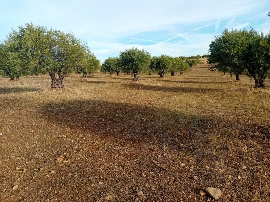 Vendem-se Olivais - Santo Amador