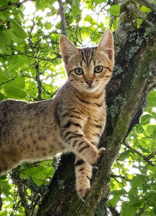 Віддам в добрі руки кошеня, дівчинка 3місяця