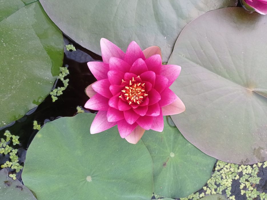 Disponíveis plantas para lagos