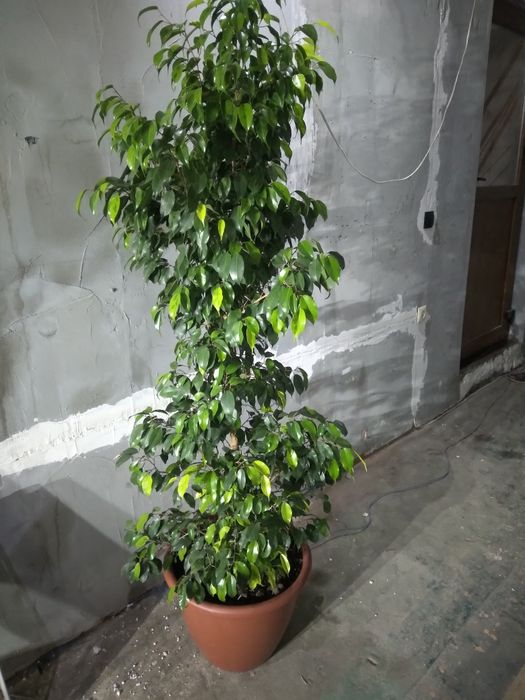 Кімнатні рослини