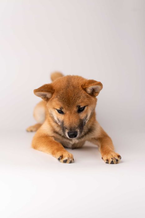 Дівчинка породи шиба іну готова до переїзду