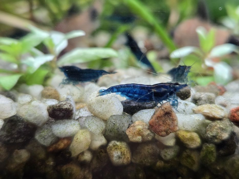 Niebieskie Krewetki Neocaridina Blue Velvet