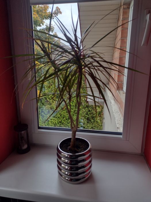 dracena,kwiat w doniczce