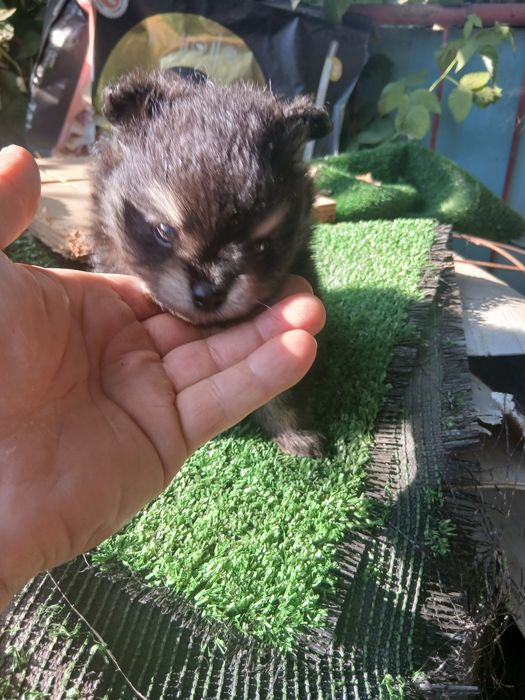 Spitz    pronto  para um novo lar