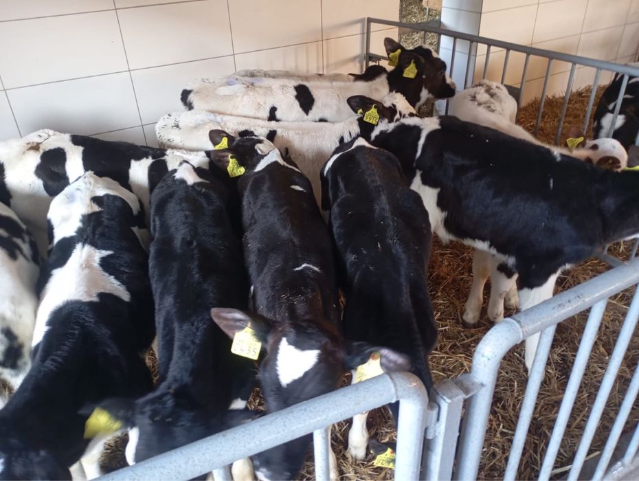 Byczki miesne oraz krzyzowki na stalej paszy