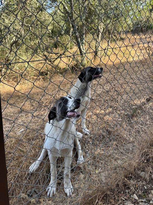 Cachorra porte grande Kangal