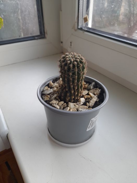 Кактус 2 роки висота 6см. Самовивіз.