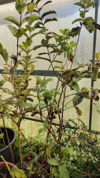 Pack Goiabas diferentes cores