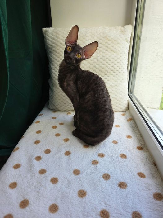 Кучерявий котик Корніш рекс