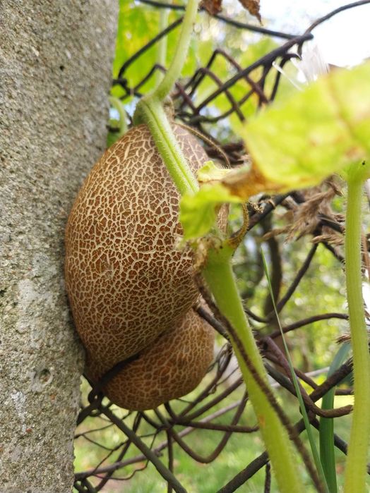 Ogórek brązowy Brown Russian  Cucumis sativus 50 sz