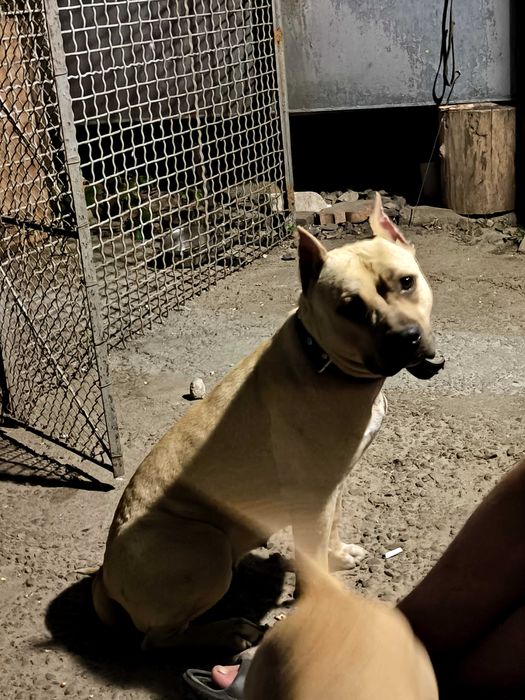 Продам щенков Амстаффа