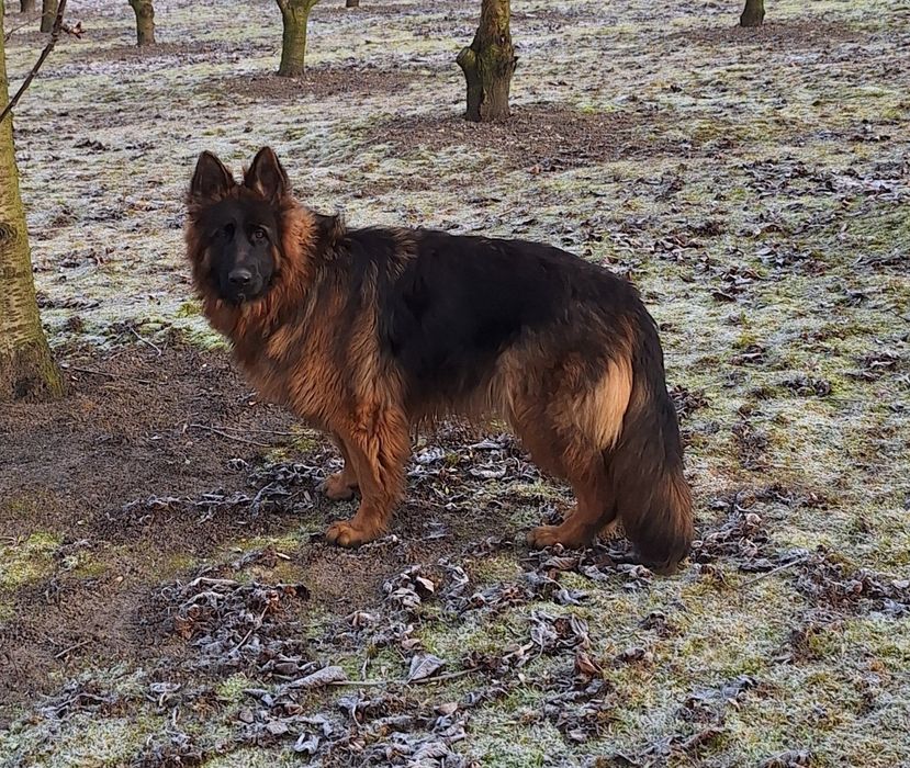 Owczarek niemiecki długowłosy