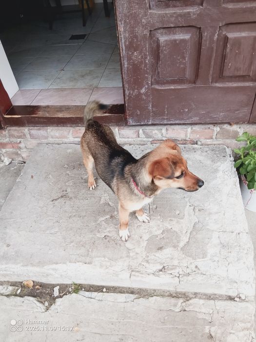 Suczka z małych piesków