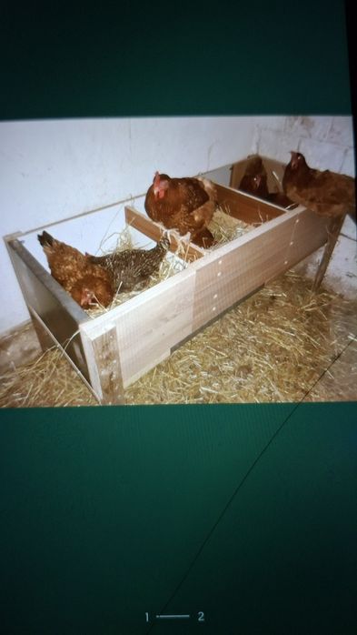 Gniazda dla kur królików