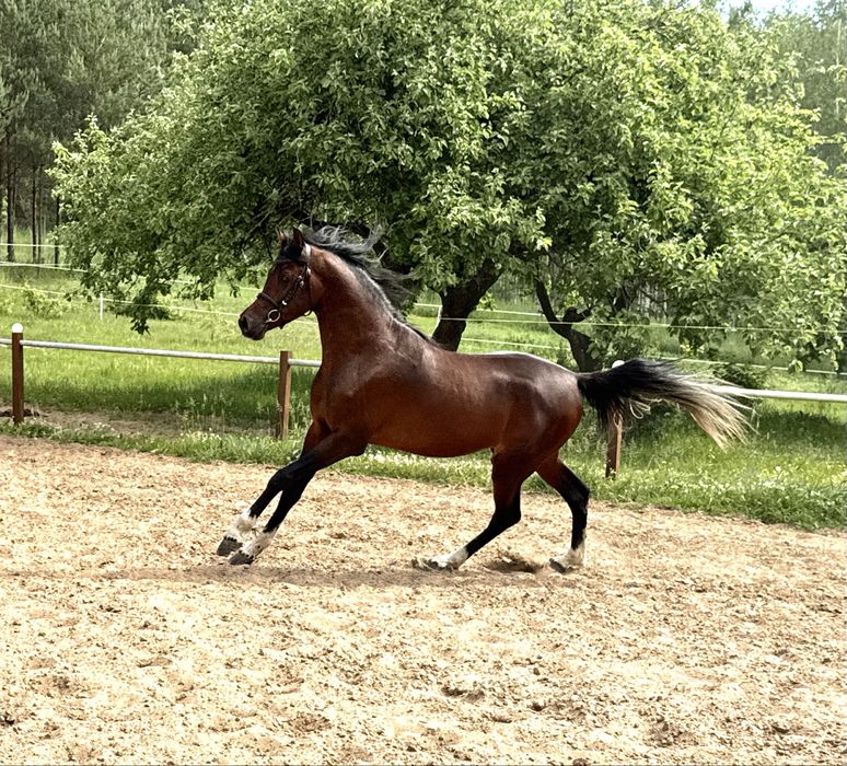 Arabski Ogier - AJ AZZAM / Kahil Al Shaqab