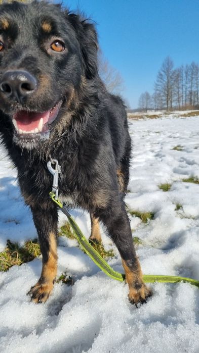 Młodziutki Zenit do adopcji