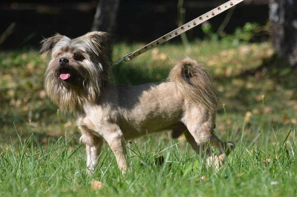 Miecio-do adopcji