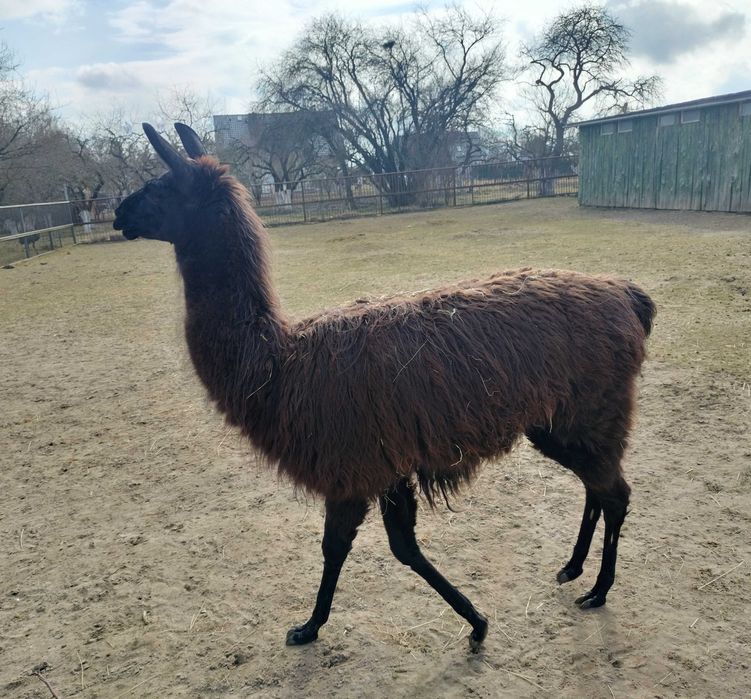 Lama samiec na sprzedaż