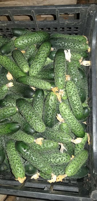 Ogórki z własnej uprawy sprzedam 50kg
