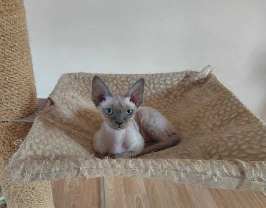 Kotka Devon Rex z rodowodem FPL