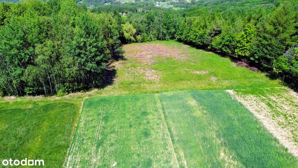 Działka 50,55 ar z WZ na dom | Siedliska Sławęcińskie - Widok 2