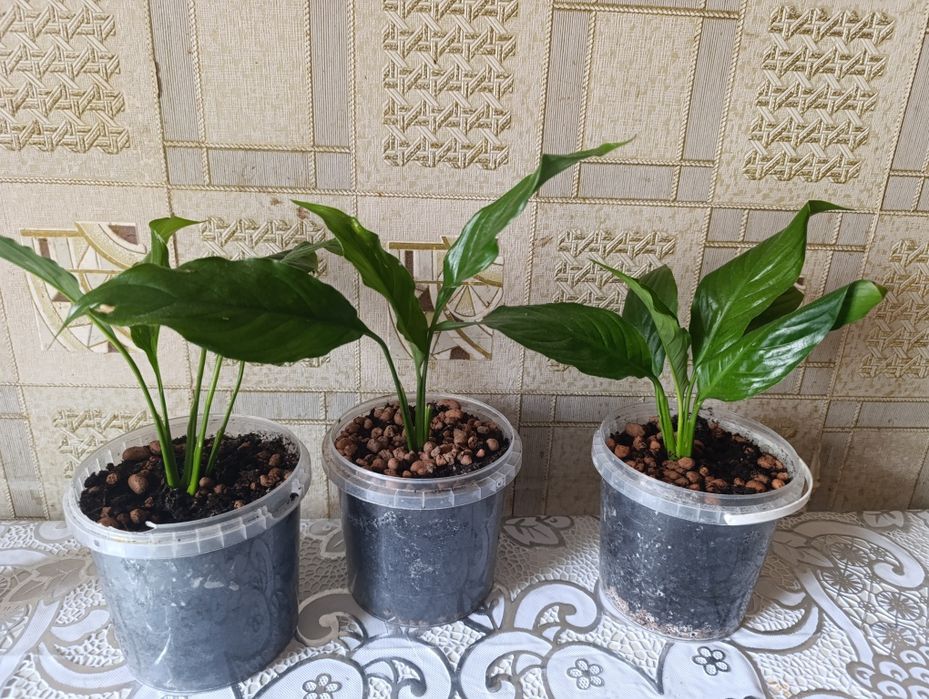 Лот кімнатних рослин: Спатифілум (Жіноче щастя) — 3 шт.