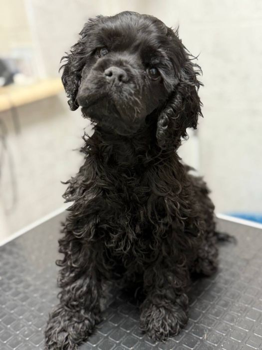 Американский спаниель