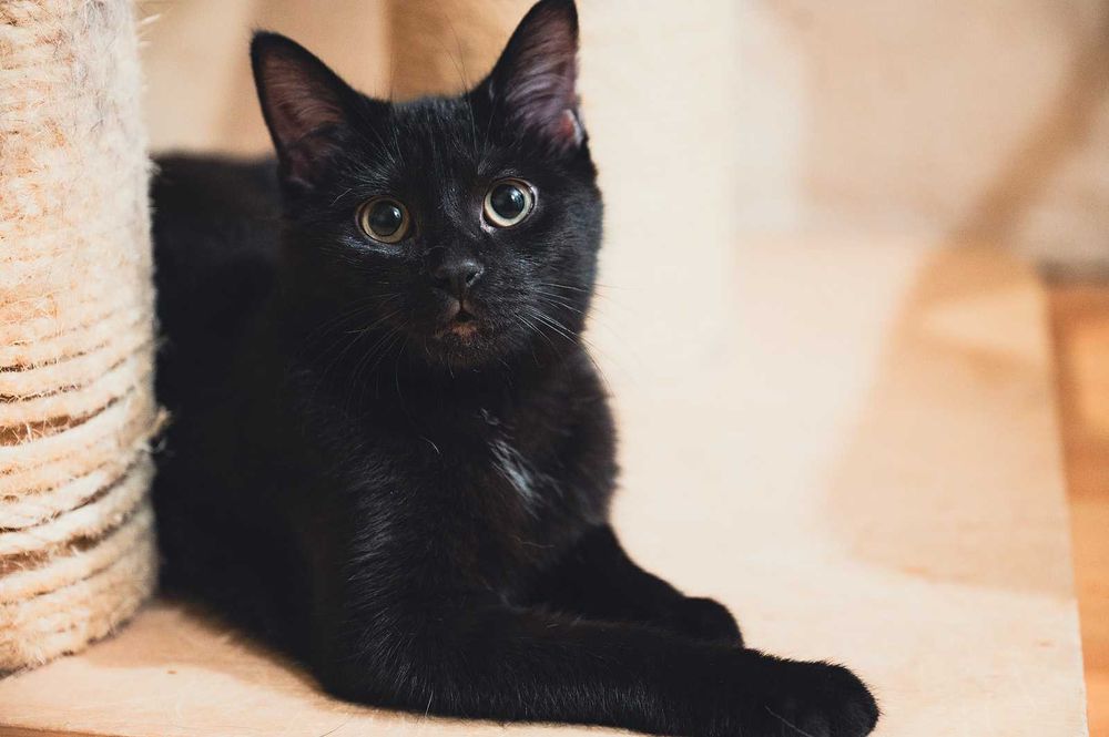 Kotka do adopcji - ADORA, 6 miesięcy