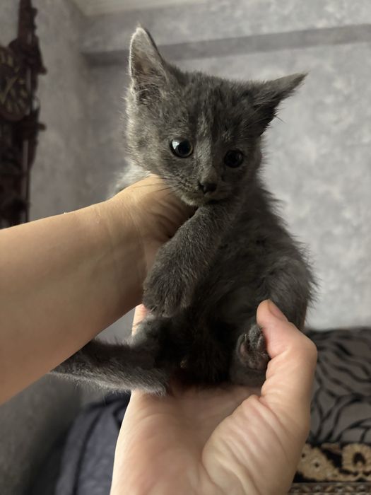 Котики в добрі руки