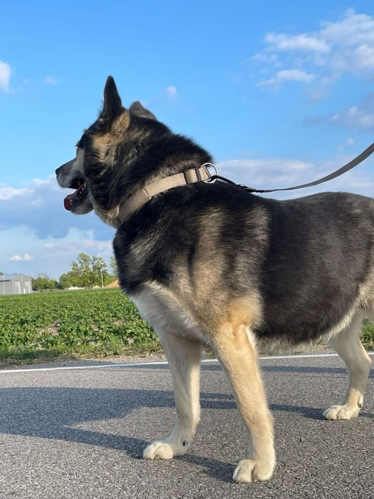 Duzy spokojny piekny pies do adopcji.