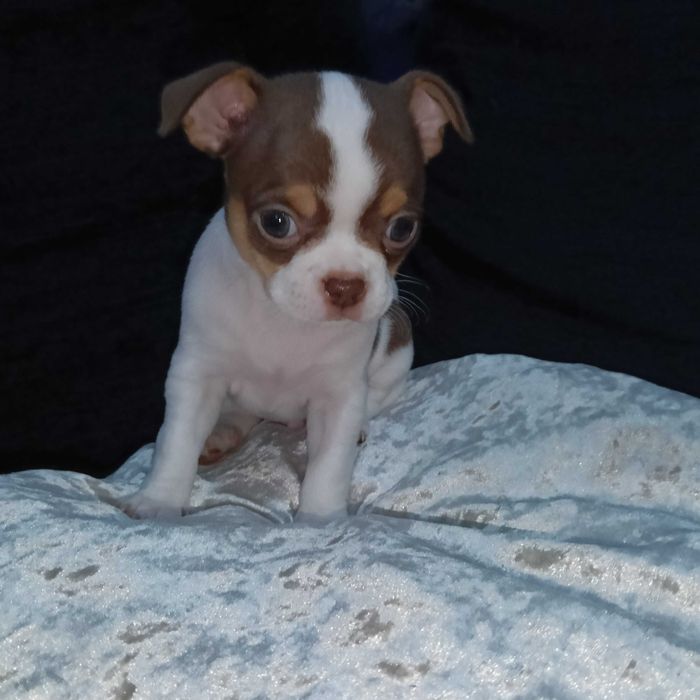 Chihuahua macho cabeça de maçã
