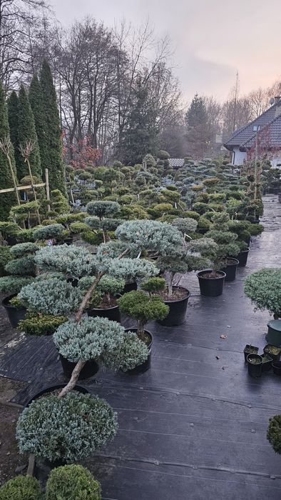 Bonsai duży wybór roślin Zapraszamy