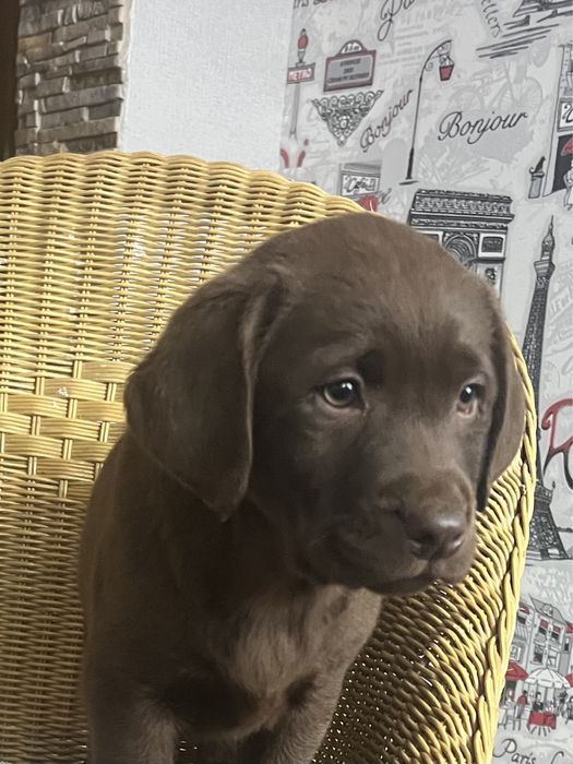 Найкраща в світі дівчинка