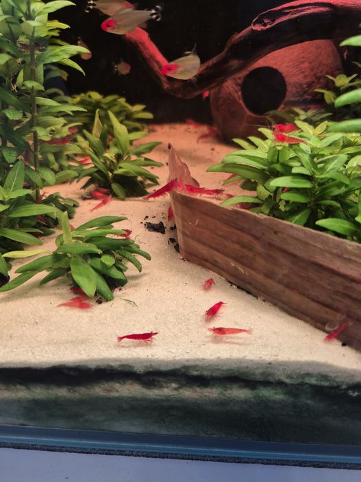 Krewetki bloody mary