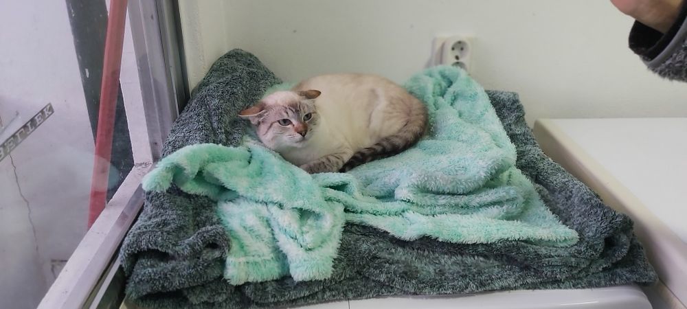 Gatinha junior esterilizada para adoção