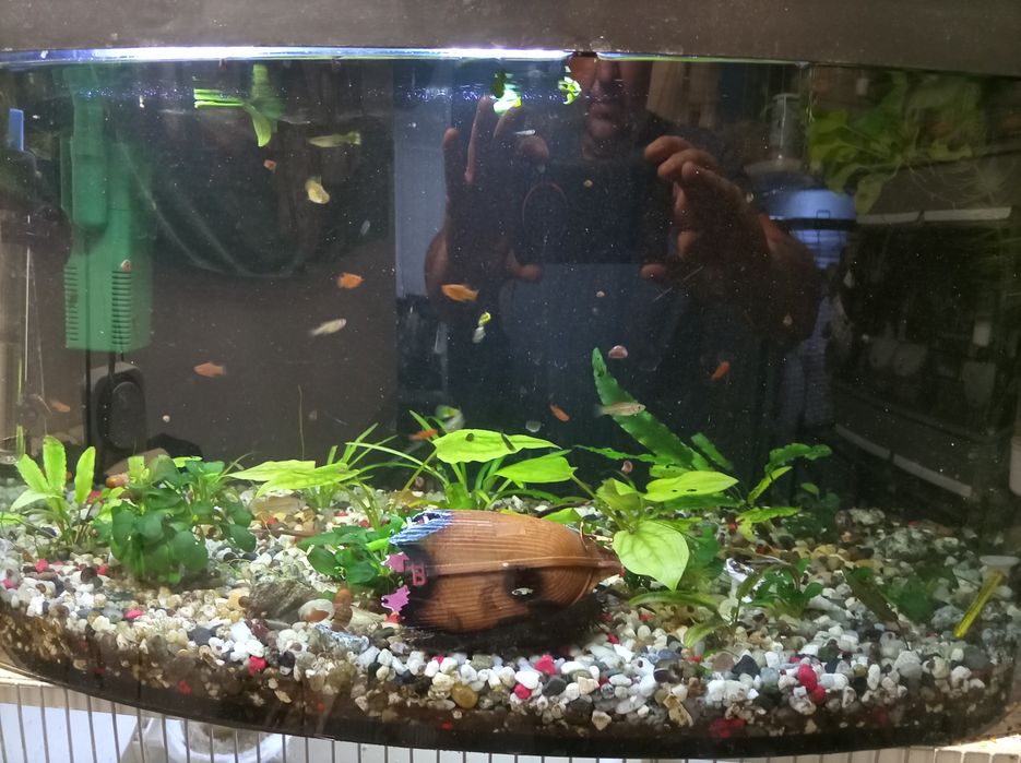 Akwarium   60 litrow