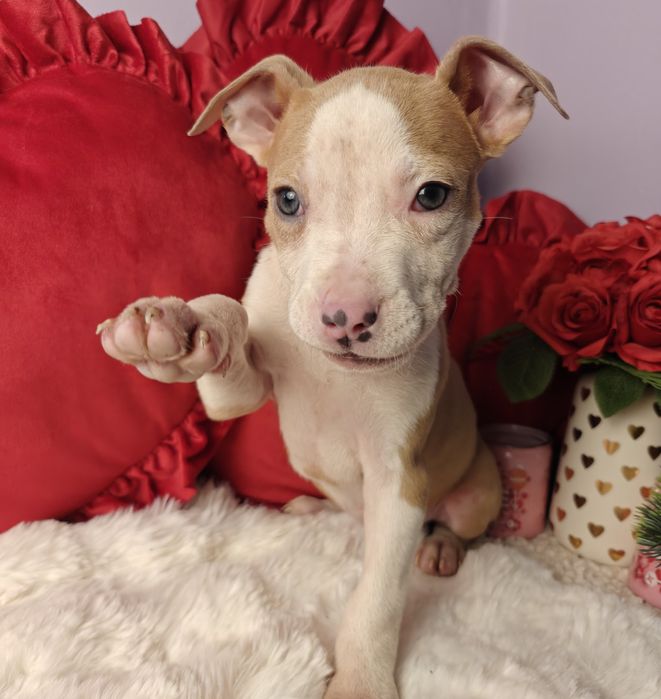 Kochany piesek Amstaff!