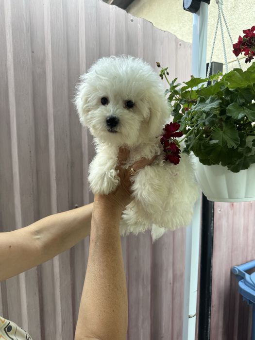 Цуценята бішонів