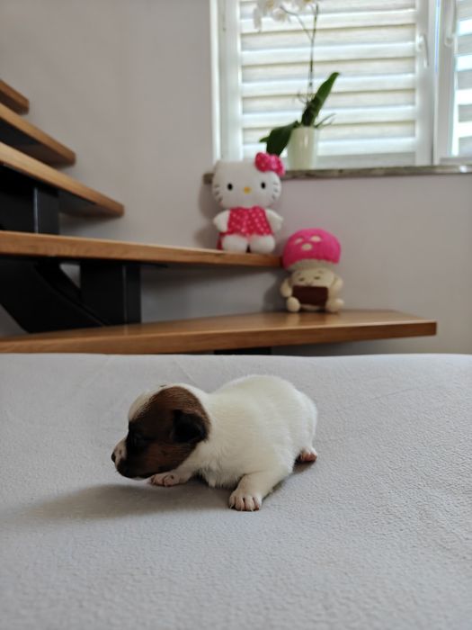 Jack Russell Terrier suczka