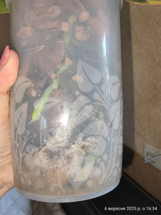 Орхідея Фаленопсис Sogo Vivien Сого Вівьен