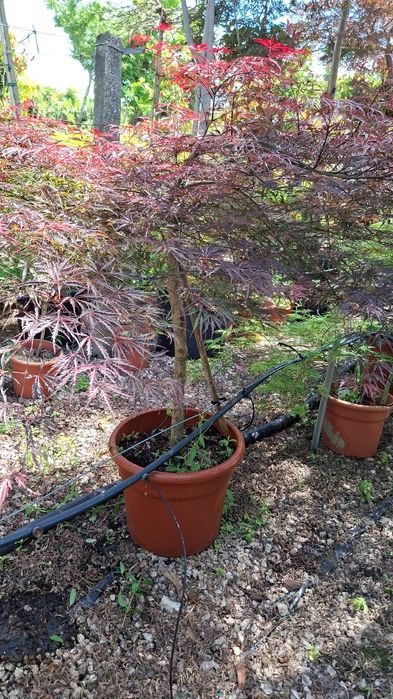 Planta acer dissectum vermelho e verde