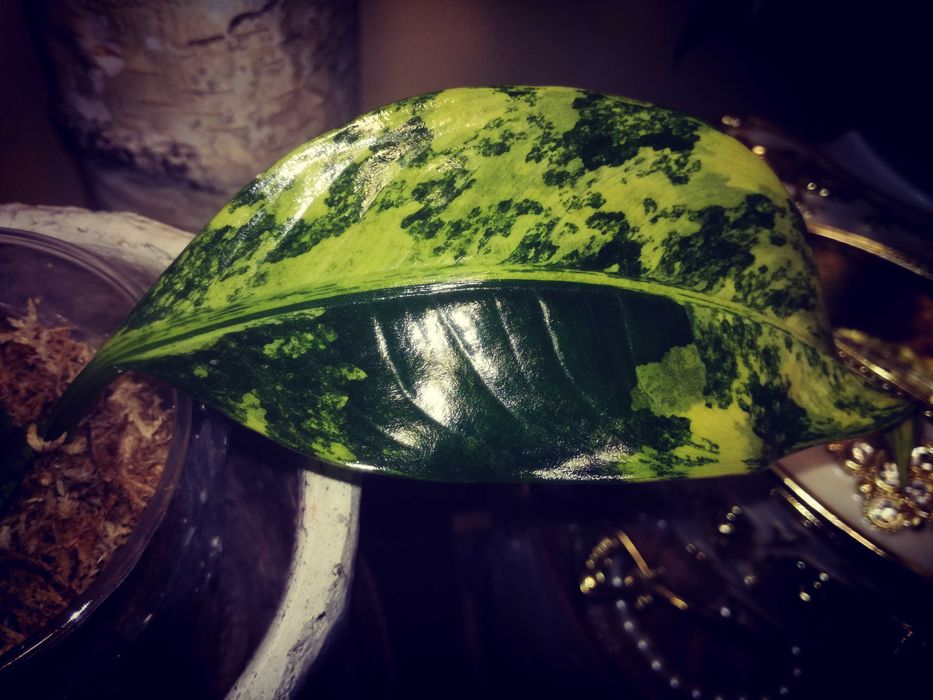 Dieffenbachia Variegata Daguensis RZADKOŚĆ monstera philodendron